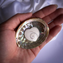 Charger l'image dans la galerie, Coquille d'Ormeau