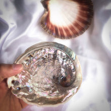 Charger l'image dans la galerie, Coquille d'Ormeau