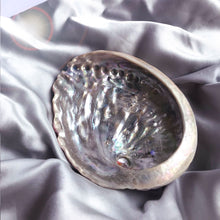 Charger l'image dans la galerie, Coquille d'Ormeau