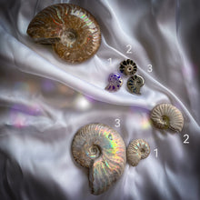Charger l&#39;image dans la galerie, Ammonite
